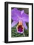 Purple Orchid, Usa-Lisa S. Engelbrecht-Framed Photographic Print