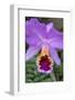 Purple Orchid, Usa-Lisa S. Engelbrecht-Framed Photographic Print
