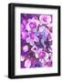 Purple Orchid-Ania Zwara-Framed Photographic Print