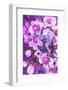 Purple Orchid-Ania Zwara-Framed Photographic Print