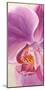 Purple Orchids I-Cynthia Ann-Mounted Art Print