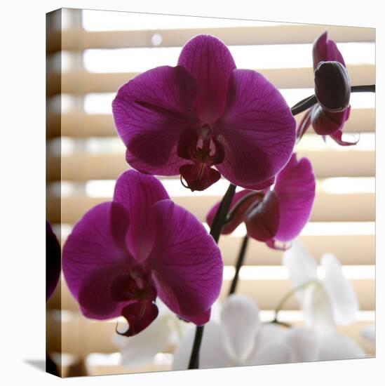 Purple Orchids I-Nicole Katano-Stretched Canvas