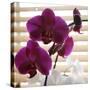 Purple Orchids I-Nicole Katano-Stretched Canvas