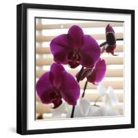 Purple Orchids I-Nicole Katano-Framed Photo