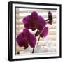 Purple Orchids I-Nicole Katano-Framed Photo