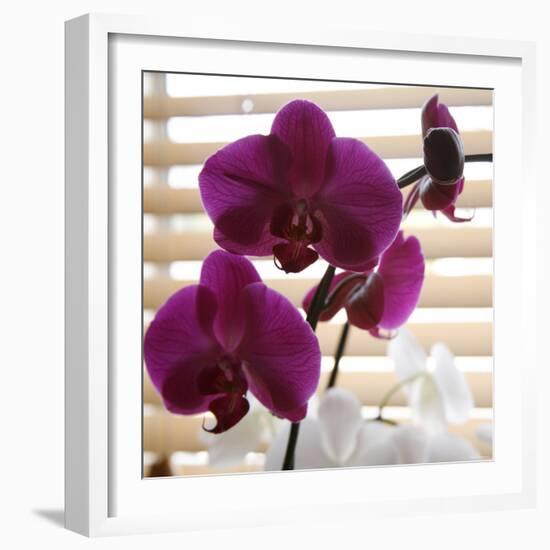 Purple Orchids I-Nicole Katano-Framed Photo