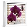 Purple Orchids I-Nicole Katano-Framed Photo