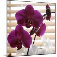Purple Orchids I-Nicole Katano-Mounted Photo