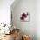 Purple Orchids I-Nicole Katano-Mounted Photo displayed on a wall