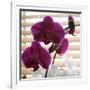 Purple Orchids I-Nicole Katano-Framed Photo