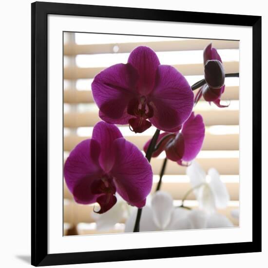 Purple Orchids I-Nicole Katano-Framed Photo