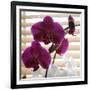 Purple Orchids I-Nicole Katano-Framed Photo