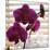 Purple Orchids I-Nicole Katano-Mounted Photo