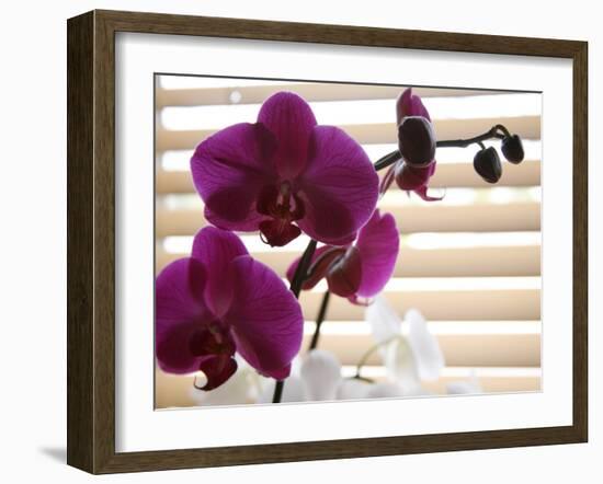 Purple Orchids II-Nicole Katano-Framed Photo