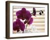 Purple Orchids II-Nicole Katano-Framed Photo