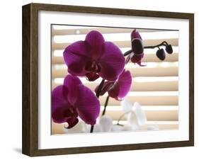 Purple Orchids II-Nicole Katano-Framed Photo