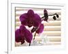 Purple Orchids II-Nicole Katano-Framed Photo