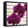 Purple Orchids III-Nicole Katano-Framed Stretched Canvas