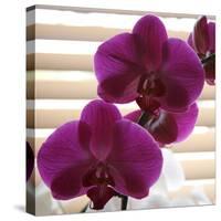 Purple Orchids III-Nicole Katano-Stretched Canvas
