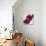 Purple Orchids III-Nicole Katano-Stretched Canvas displayed on a wall
