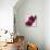Purple Orchids III-Nicole Katano-Photo displayed on a wall