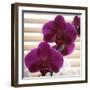 Purple Orchids III-Nicole Katano-Framed Photo