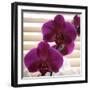 Purple Orchids III-Nicole Katano-Framed Photo