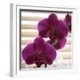 Purple Orchids III-Nicole Katano-Framed Photo