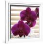 Purple Orchids III-Nicole Katano-Framed Photo