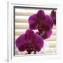 Purple Orchids III-Nicole Katano-Framed Photo