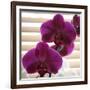 Purple Orchids III-Nicole Katano-Framed Photo