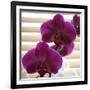 Purple Orchids III-Nicole Katano-Framed Photo