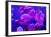 Purple Orchids in Lavender Blue Moody Light with Shining Stars from Little Blossoms-Alaya Gadeh-Framed Photographic Print