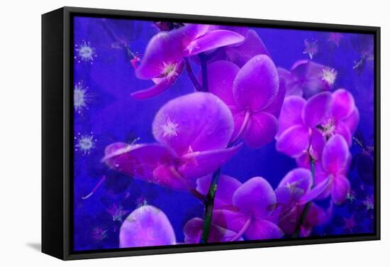 Purple Orchids in Lavender Blue Moody Light with Shining Stars from Little Blossoms-Alaya Gadeh-Framed Stretched Canvas