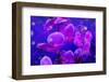 Purple Orchids in Lavender Blue Moody Light with Shining Stars from Little Blossoms-Alaya Gadeh-Framed Photographic Print