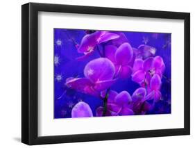 Purple Orchids in Lavender Blue Moody Light with Shining Stars from Little Blossoms-Alaya Gadeh-Framed Photographic Print