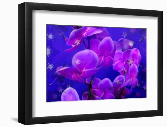 Purple Orchids in Lavender Blue Moody Light with Shining Stars from Little Blossoms-Alaya Gadeh-Framed Photographic Print