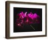 Purple Orchids with Painted Light-George Oze-Framed Photographic Print