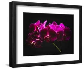 Purple Orchids with Painted Light-George Oze-Framed Photographic Print