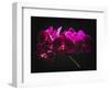 Purple Orchids with Painted Light-George Oze-Framed Photographic Print