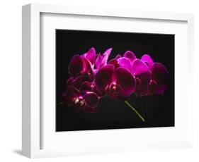 Purple Orchids with Painted Light-George Oze-Framed Photographic Print