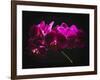 Purple Orchids with Painted Light-George Oze-Framed Photographic Print