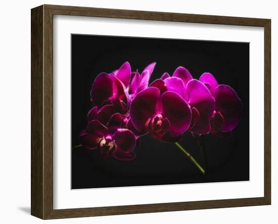 Purple Orchids with Painted Light-George Oze-Framed Photographic Print