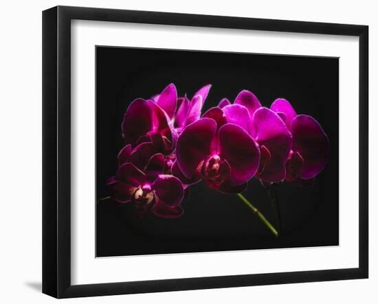 Purple Orchids with Painted Light-George Oze-Framed Photographic Print