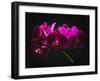 Purple Orchids with Painted Light-George Oze-Framed Photographic Print