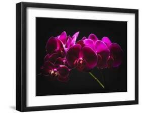 Purple Orchids with Painted Light-George Oze-Framed Photographic Print