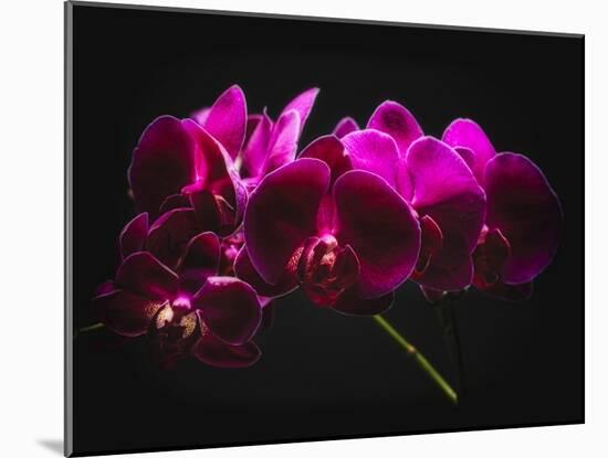 Purple Orchids with Painted Light-George Oze-Mounted Photographic Print