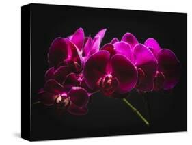 Purple Orchids with Painted Light-George Oze-Stretched Canvas