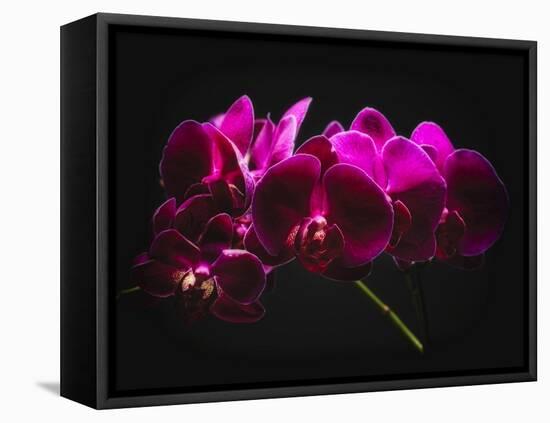 Purple Orchids with Painted Light-George Oze-Framed Stretched Canvas