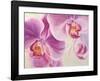 Purple Orchids-Cynthia Ann-Framed Art Print